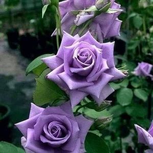 Meet your Posher, Esmeralda